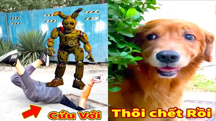 Thú Cưng TV | Lốp và Bố #6 | Chó Golden Gâu Đần thông minh vui nhộn | Pets cute smart dog