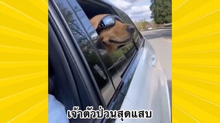 สัตว์เลี้ยงพื่อนขนปุย : เจ้าตัวป่วนสุดแสบ