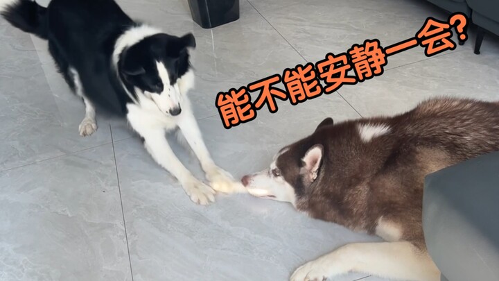 Husky: Ini nih Border Collie? Kok lebih goblok dariku!