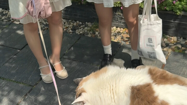 带猫咪出门又遇走地喵