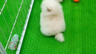 หมาน่ารักขนฟู