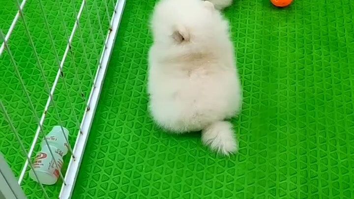 หมาน่ารักขนฟู
