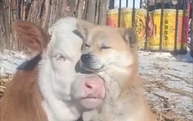Dog: You’re the wind, and I’m the sand.