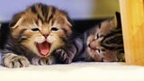 แมวตลกและลูกแมวน่ารักกำลังเล่น ใหม่ คอมไพล์ตลกลูกแมวมหากาพย์