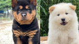 What six types of pastoral dogs look like when they are young and when they grow up
