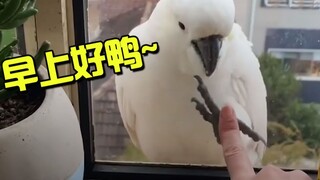 A "regular customer" who visits every day, eagerly seeking pets—Cockatoo