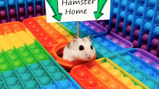 Hamster Pop It Maze - สัตว์เลี้ยงแสนสนุก