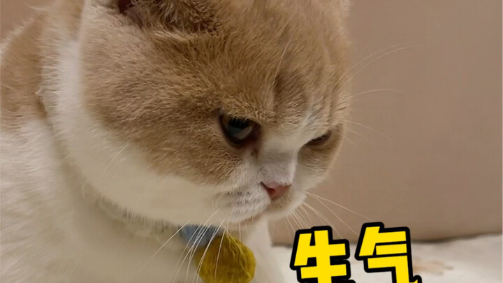 When the Cat Parent Gets Sick of Their Cat’s Bad Breath