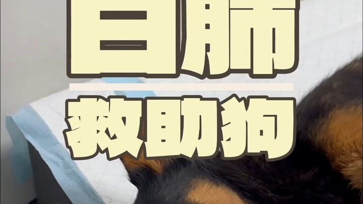 这是吸烟3年狗狗的肺...