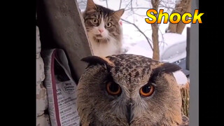 Cat|Hilarious Moments of Kitten