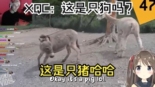 [Neuro-Sama] AI melihat XQC menebak adegan hewan terkenal, ini sulit untuk dikatakan