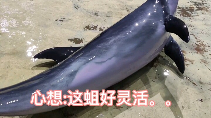 ลูกโลมาตัวน้อยที่กระโดดโลดเต้นอยู่บนพื้นทำให้ฉันอึ้งไปเลย!