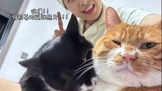 Seberapa malangnya kucing oranye yang memelihara kucing susu