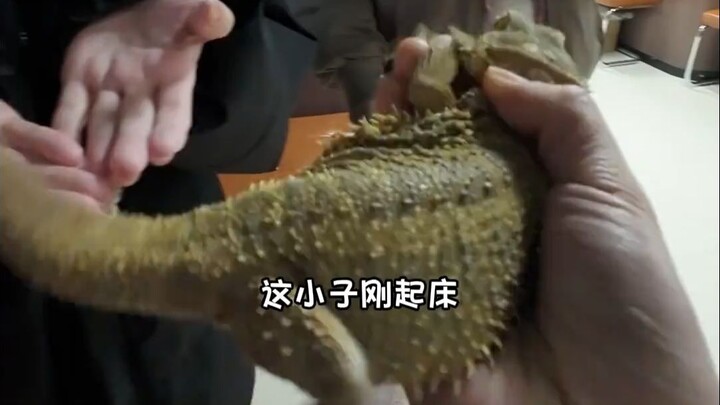 Một ngày đi làm của thú cưng nổi tiếng