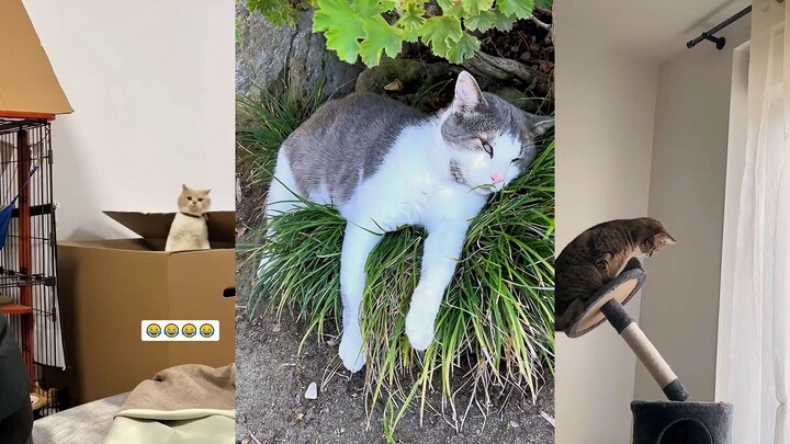 Cat: My agility is off the charts—making a mistake once is totally normal, right?