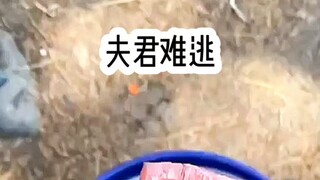 คำจารึก: "สามีของฉันหนีไม่พ้น"
