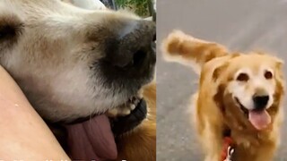 Anjing yang telah bersama keluarganya selama 12 tahun itu menghela nafas panjang sebelum meninggal, 