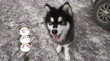 [Dogs Clip] เพื่อนร่วมทริปของผมคือเจ้าหมาแสนซน