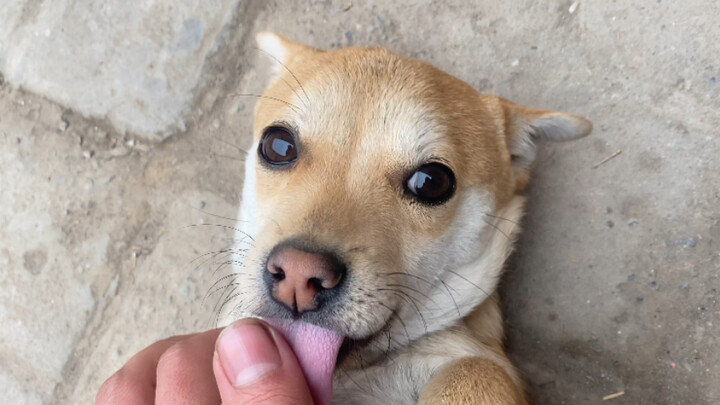 Vuốt vuốt cái bụng cún yêu nhất