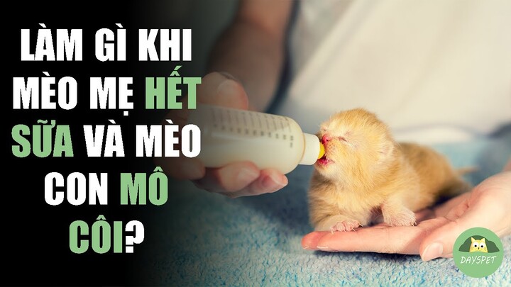 Cách nuôi mèo con mới đẻ khi mèo mẹ hết sữa! |Dayspet