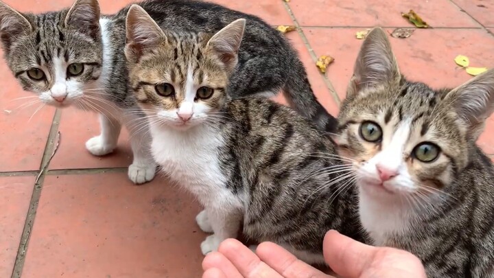 Si kucing macan tutul, duduk berjejer, biar aku sentuh satu per satu.