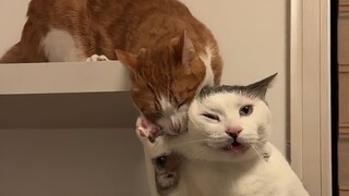 猫儿这个贱！