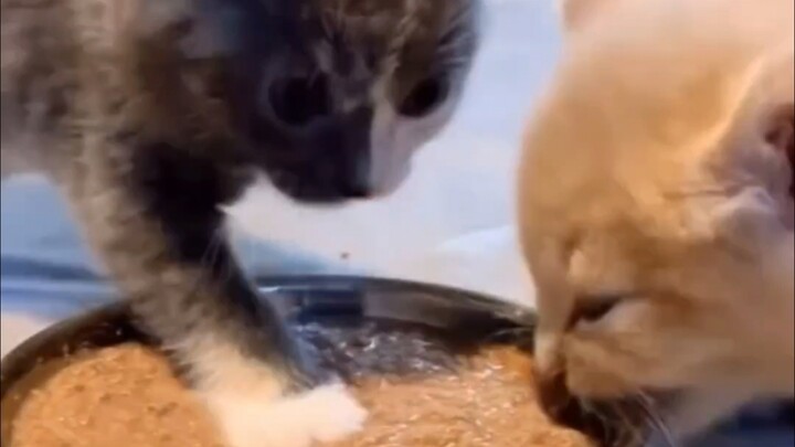 انتظر، ماذا تأكل؟