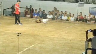 ano masasabi nyo mga idol sa tari ng puti ??