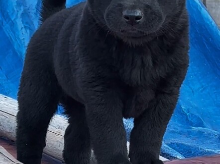 Tang Dog, a Chinese indigenous breed