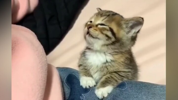 “Little cats don’t have to go to work anyway…”