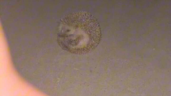 ตีไม้คัมภีร์พลาสติกไปเรื่อยๆ จนมีเม่นตัวเล็กมาหา มันดูเหมือนจะชอบฟังมากเลย