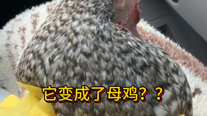 ไก่ตัวผู้สามารถกลายเป็นไก่ตัวเมียได้ไหม?