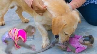 Don't Bite Me!! Little Toto is so happy playing with her friend  They are best friends