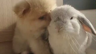 【博美】猛男必看之狗崽崽吸兔兔