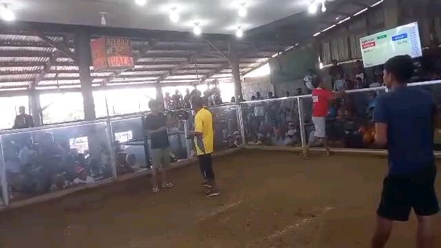 stag vs cock quality