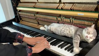 إذا كنت تشعر بالملل في المنزل، يمكنك العزف على البيانو لقطتك.