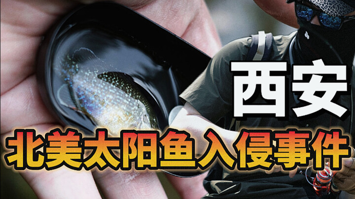 Di Xi’an telah muncul seekor ikan ganas invasif; jika bertemu, jangan sekali-kali melepaskannya ke a