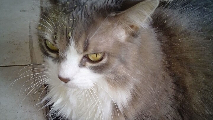 Little Lady Luck Valentine Treat.... until she's done 😠💢😞