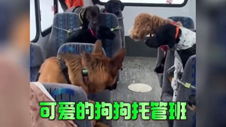 Tidak nyana ternyata ada kelas penitipan anjing juga, setiap anak bulu ini lucu banget!