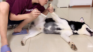 Saat Cakar Husky Diberi Pelumas