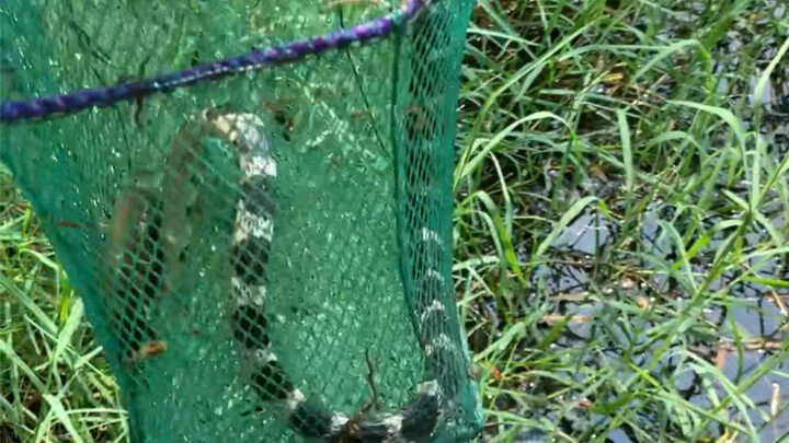 The thicker the gloves, the fewer fish!