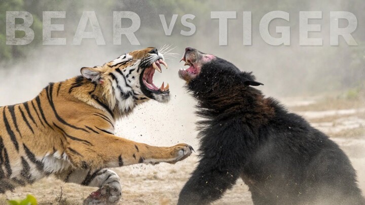 Tiger Vs Black Bear National Geographic Animals 4K