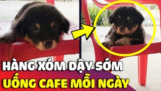 Chú cún NHÀ HÀNG XÓM ngày nào cũng thức dậy sớm để qua UỐNG CÀ PHÊ 😅 | Gâu Đần