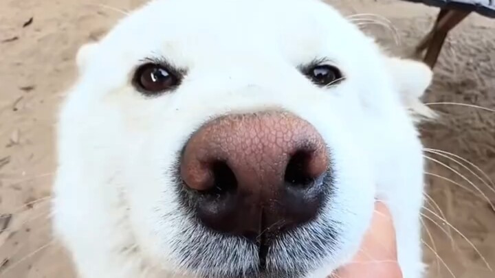 Smell you