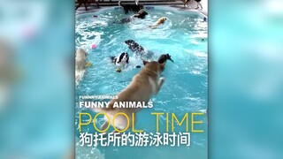 狗托所的游泳时间，是我梦想中的工作！