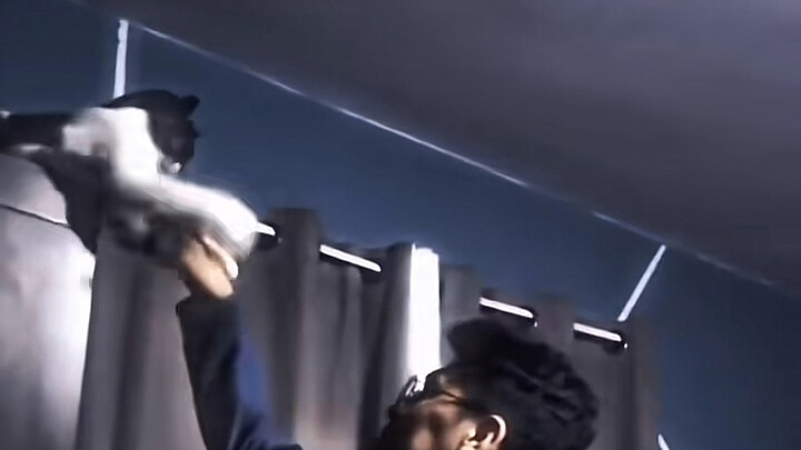 แมวต้องถ่ายพยาธิ แมวสายพันธุ์นมวัวต้องไล่ปีศาจเป็นประจำ