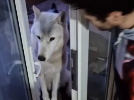 The clever little wolf opens the door and enters the house by himself when it gets cold 🐺