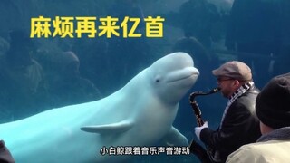 Cá Voi Trắng: Hai Chân ơi, hát thêm một bài nữa đi! Chú cá voi trắng, bị mê hoặc bởi âm nhạc, trông 