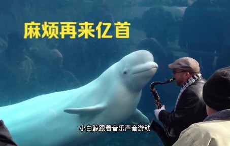 Cá Voi Trắng: Hai Chân ơi, hát thêm một bài nữa đi! Chú cá voi trắng, bị mê hoặc bởi âm nhạc, trông 