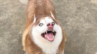 Ejekan dari Husky, dia sangat senang melihat anjing lain dipukuli!